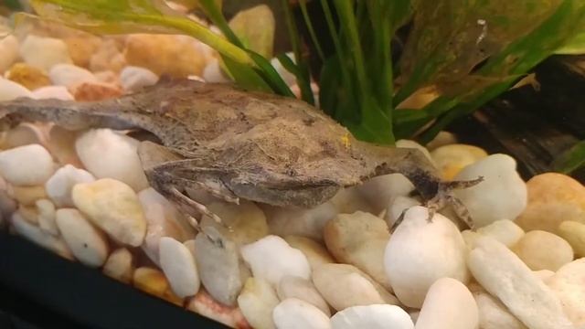 Pipa pipa, the Suriname Toad consumes a large Earthworm смотреть онлайн