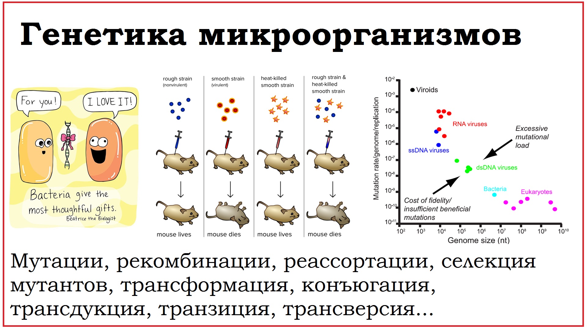 05. Генетика микроорганизмов