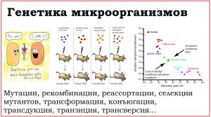 05. Генетика микроорганизмов