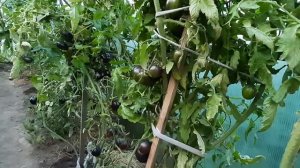 Томат "Гаргамель". Новинка. Урожай 2020 года.