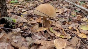 Грибы за 15 минут. Удачный сбор?