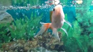 знакомство с рыбками #аквариум #рыбки #детям #каналдетям #мультик #селим #крым #детский