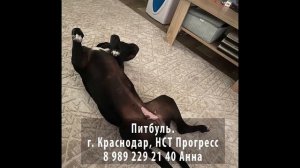 Пропала собака! Питбуль. Краснодар. НСТ Прогресс.