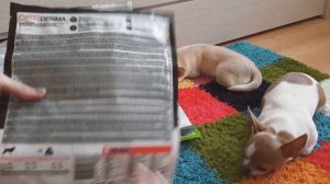 Всё о сухих кормах для собак?? + все корма которые мы пробовали))?