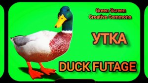 Утка Green Screen футаж. Хромакей анимация утка на зелёном фоне.