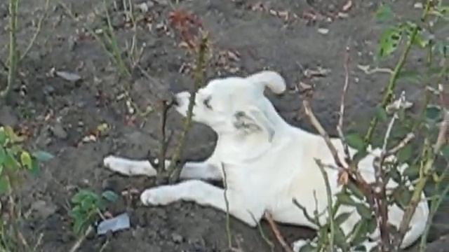 собачка с розами смотреть онлайн