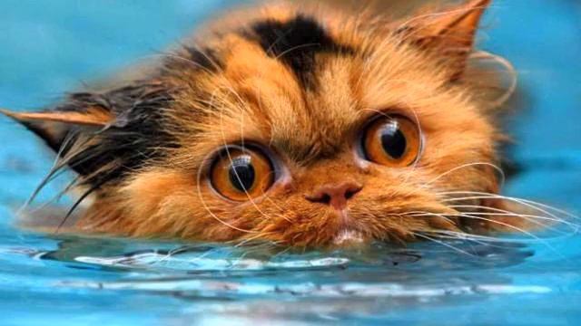 Песня про любовь. Шикарный голос. Слушать! смотреть онлайн