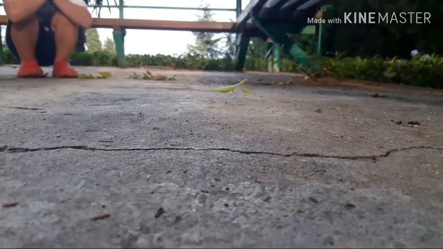 Богомол танцует смотреть онлайн