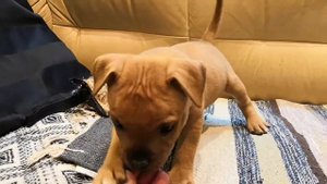 Стаффордширский бультерьер щенок 11/11/2019 мальчик