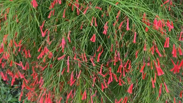 Невероятные растения Турции смотреть онлайн