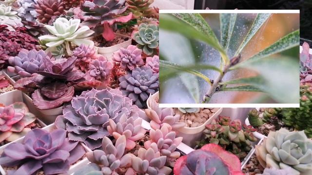 🌿Насекомые вредители суккулентов.🌿 🦗🐞🕷️. Нужна ли "входящая" обработка растений? 🤔🌱🌵