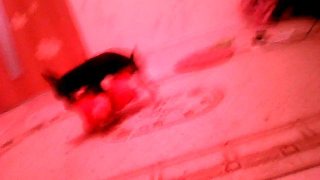 Собака трахает лису смотреть онлайн