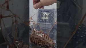 Говядина ростбиф?? ,вырезка ?технология приготовления СУ-ВИД ?