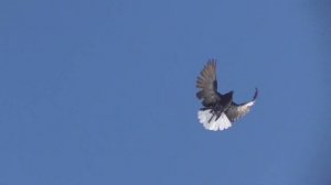 Серпастые голуби Валера Шаврово 19.02.2023