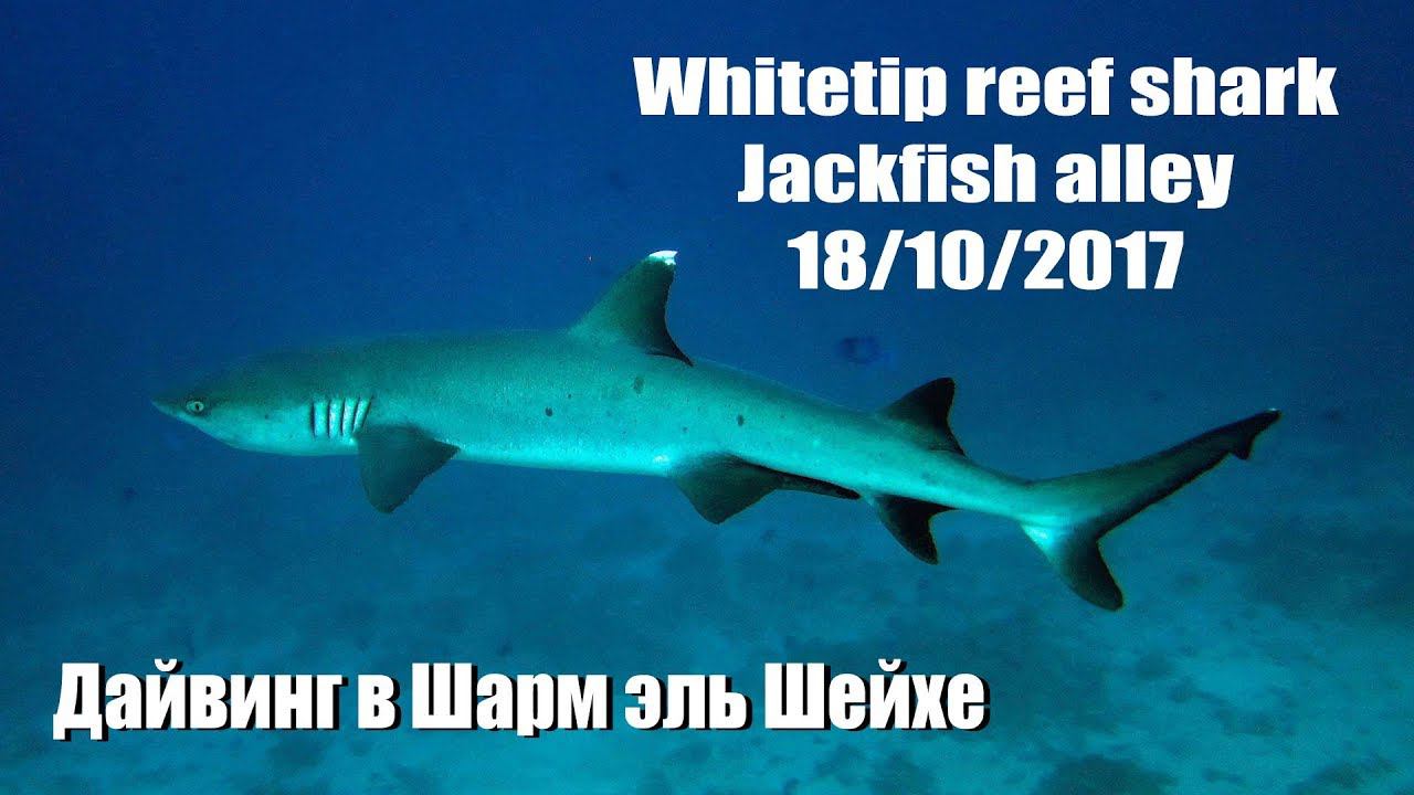 Белоперая рифовая акула на Jackfish alley. Дайвинг в Шарм эль Шейхе смотреть онлайн