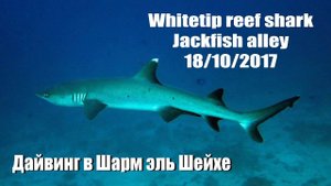 Белоперая рифовая акула на Jackfish alley. Дайвинг в Шарм эль Шейхе