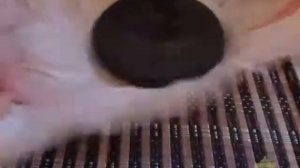 Обзор Хайвань 908 Шу Пуэр