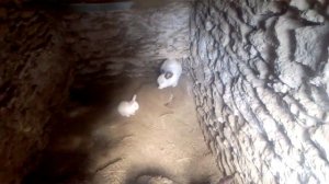 Содержание кроликов без клеток