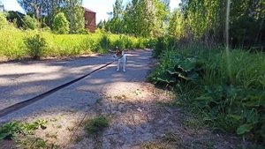 Собака тянет поводок, что делать?