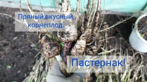 БАТАТ не вырос!🍠ГДЕ посадила чеснок!_🧄Пастернак,белая,пряная морковь!☘️