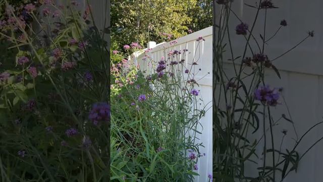 Verbena bonariensis