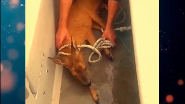 Плавая на лодке в море туристы не поверили своим глазам когда увидели ЭТО вдали от берега! смотреть онлайн