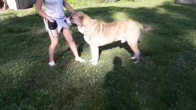 Наши щенки САО (алабаи, тобеты) Гарик 16 месяцев. Подготовка к выставкам. смотреть онлайн