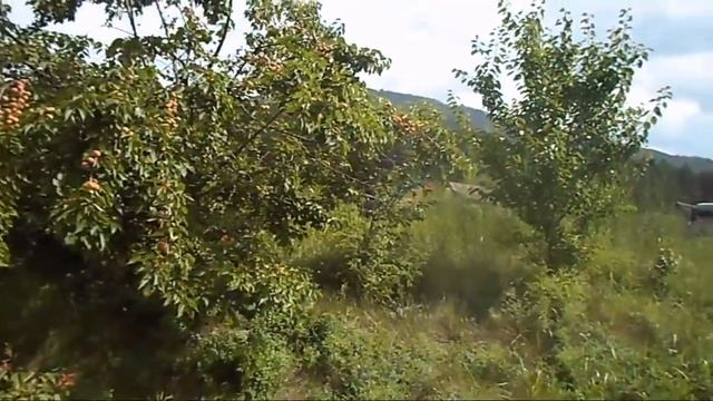 6 В Железов Урожай 2016 Персик Шлихта, абрикосы Курдюмов, Артём и гость в саду А.mp4 смотреть онлайн