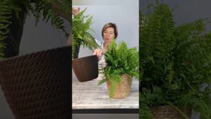 О нефролеписе.