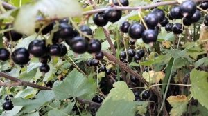 Сорт чёрной смородины "Венера" в Красноярске