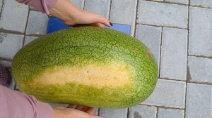 Выращивание арбузов в средней полосе,  Городец,  20 августа 2024 год