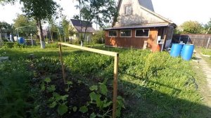 Простейшая подвязка огурцов на шпалеру в открытом грунте, формирование огурцов