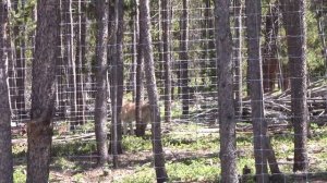 West Siberian Laika (западно-сибирская лайка) "Kilbe" reacts to a squirrel in the yard