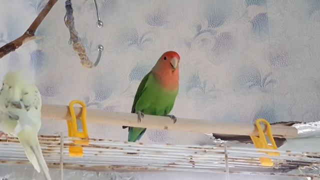 Волнистый попугай & неразлучник. ?Я бы не рискнула!⚠️ смотреть онлайн