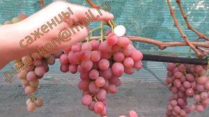 Рубиновый юбилей- ранне-средний виноград (Пузенко Наталья Лариасовна)