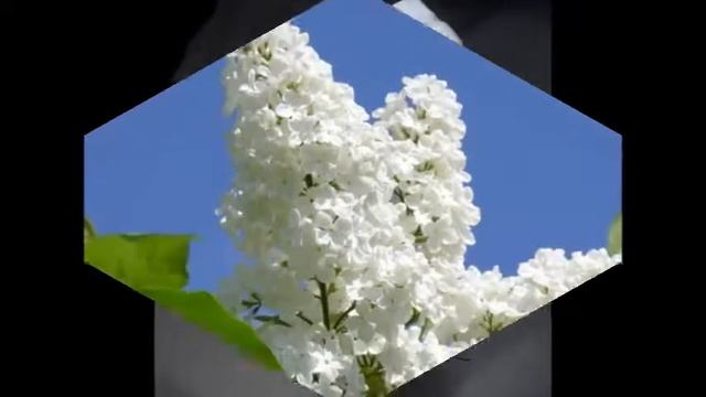 Цветотерапия. Белый цвет.