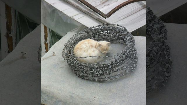 уличная жизнь