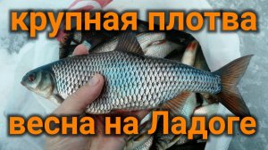 Зимняя рыбалка на Ладоге, плотва крупная