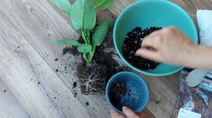 Мой Филодендрон сильвер сворд, пересадка после покупки