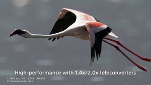 Sony | Lens | FE 600mm F4 GM OSS | Product Feature