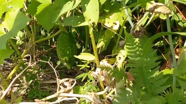 Пермакультура в огороде. Permaculture in the garden