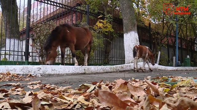 В городском зоопарке пополнение Шетлендских пони. смотреть онлайн