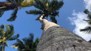 Африка. Танзания. Занзибар. Паже. Пальмы