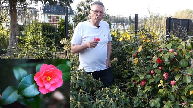 Le Camellia смотреть онлайн