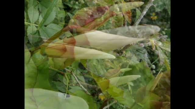 Hedge Bindweed or Bellbine (Calystegia sepium) смотреть онлайн