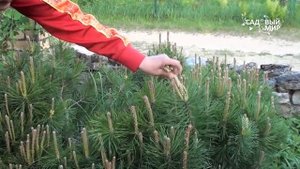 Как обрезать сосну и ель. Сайт "Садовый мир"