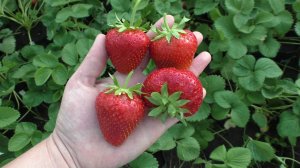 Максим крупноплодный сорт клубники