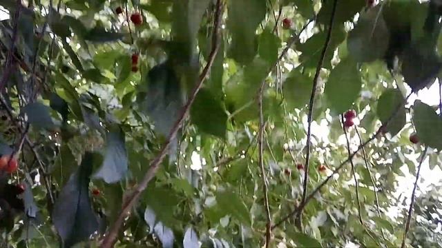 Созрели вишни в саду у тёти Даши ?? смотреть онлайн