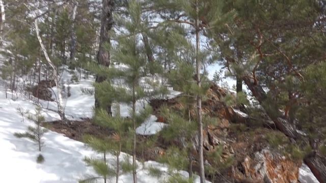 Природа Красноярского края. Вступление из любимой книги детства "Бемби" Стихи смотреть онлайн