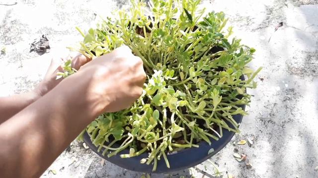 Preparing Our Garden for Rainy Season (Malayalam with English Subtitles)